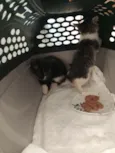 Gata
