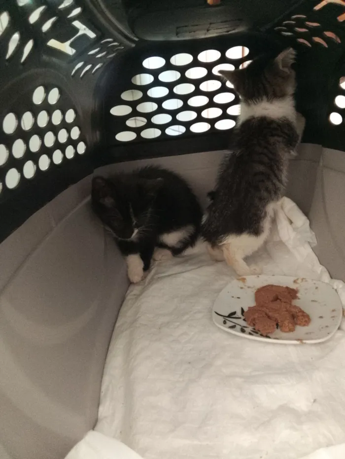 Gato raça SRD-ViraLata idade Abaixo de 2 meses nome Gata