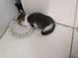 Gata