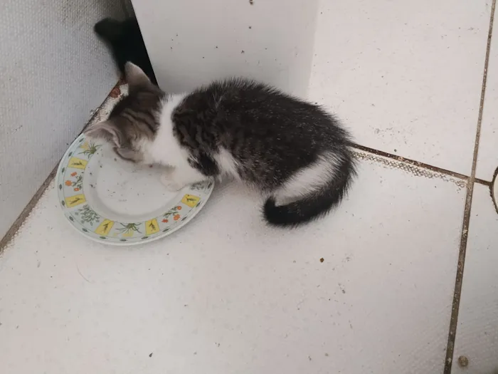 Gato raça SRD-ViraLata idade Abaixo de 2 meses nome Gata
