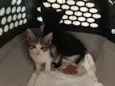 Gata