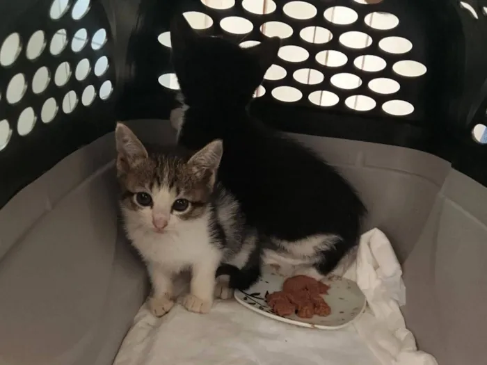 Gato raça SRD-ViraLata idade Abaixo de 2 meses nome Gata