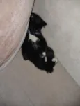 Tadinho