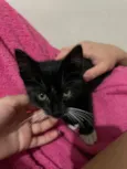 Tadinho