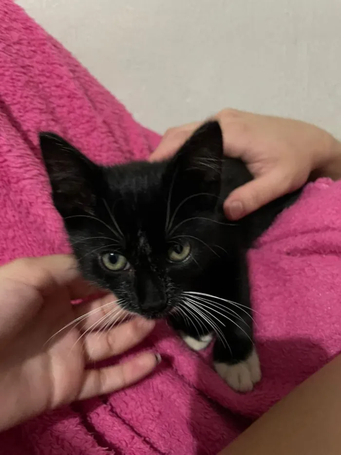 Gato raça SRD-ViraLata idade 2 a 6 meses nome Tadinho