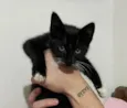 Tadinho