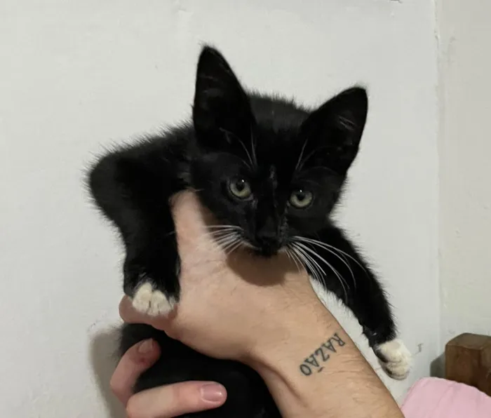 Gato raça SRD-ViraLata idade 2 a 6 meses nome Tadinho