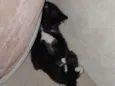 Tadinho