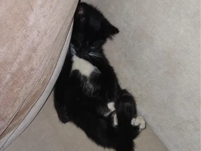 Gato raça SRD-ViraLata idade 2 a 6 meses nome Tadinho
