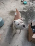 cachorro 