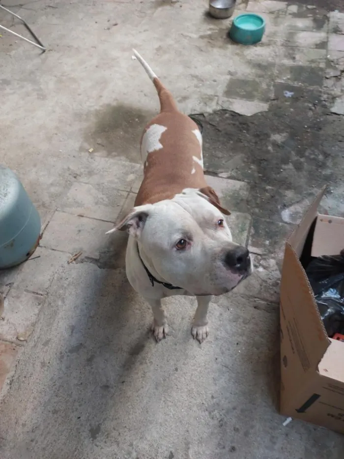 Cachorro raça Pit-Bull idade 6 ou mais anos nome cachorro 