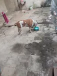cachorro 