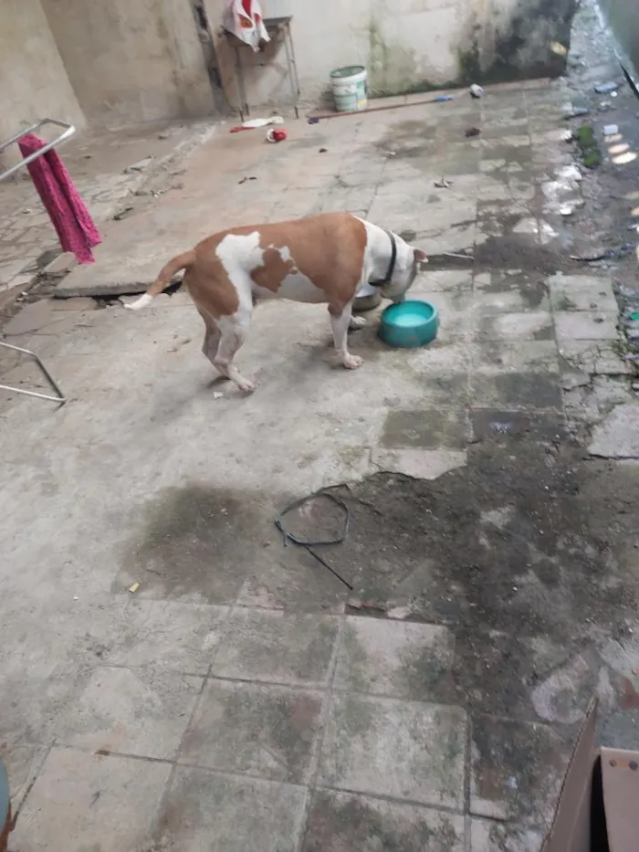 Cachorro raça Pit-Bull idade 6 ou mais anos nome cachorro 