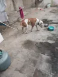 cachorro 