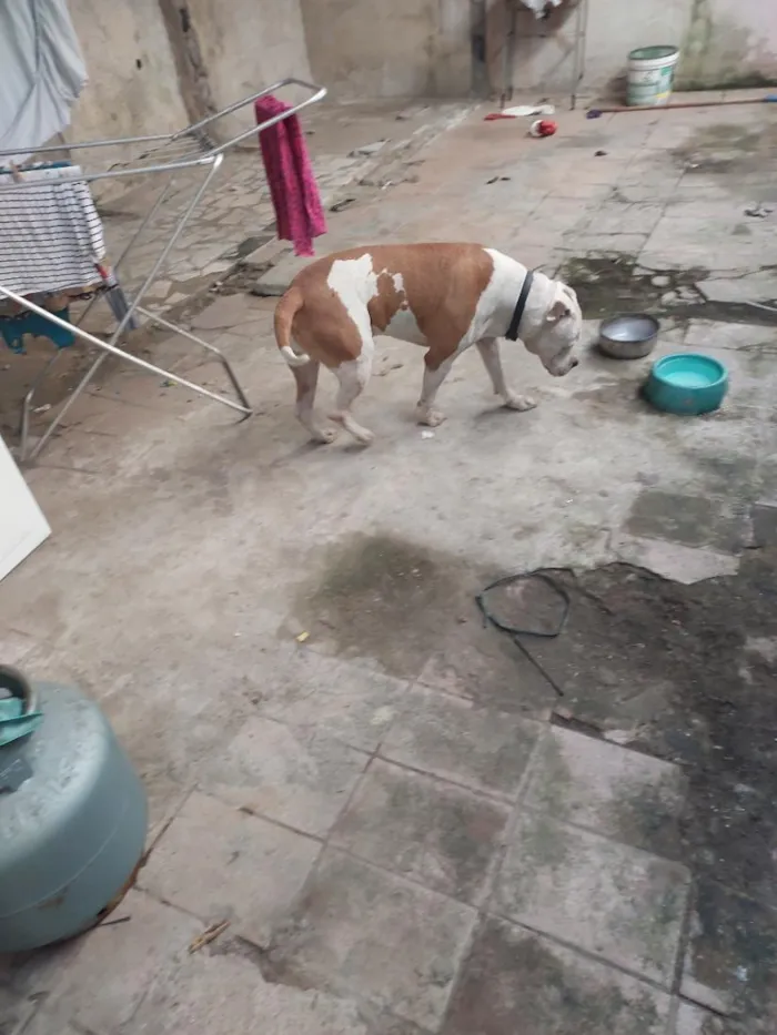 Cachorro raça Pit-Bull idade 6 ou mais anos nome cachorro 