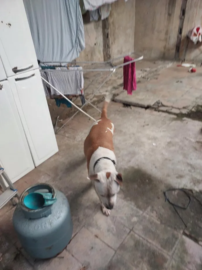 Cachorro raça Pit-Bull idade 6 ou mais anos nome cachorro 