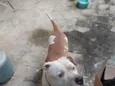 cachorro 
