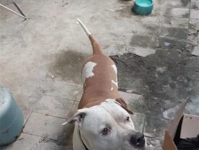 Cachorro raça Pit-Bull idade 6 ou mais anos nome cachorro 