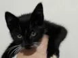 Tadinho