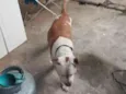 cachorro 