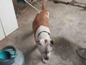Cachorro raça Pit-Bull idade 6 ou mais anos nome cachorro 