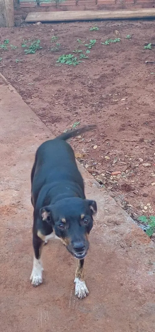 Cachorro raça SRD-ViraLata idade 2 anos nome Caribe