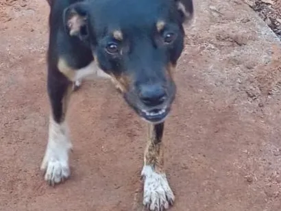 Cachorro raça SRD-ViraLata idade 2 anos nome Caribe