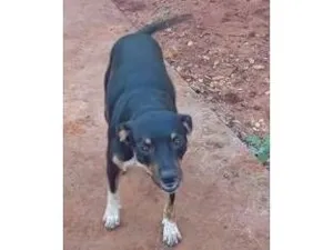 Cachorro raça SRD-ViraLata idade 2 anos nome Caribe