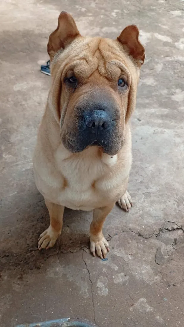 Cachorro raça Dobermann idade 3 anos nome Loki