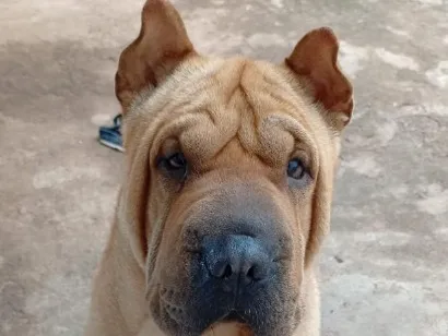 Cachorro raça Dobermann idade 3 anos nome Loki
