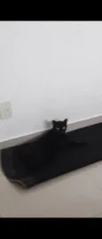 Diguinho 