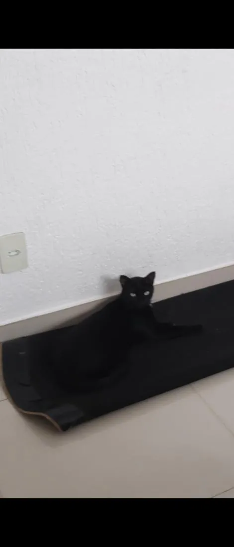 Gato raça SRD-ViraLata idade 5 anos nome Diguinho 