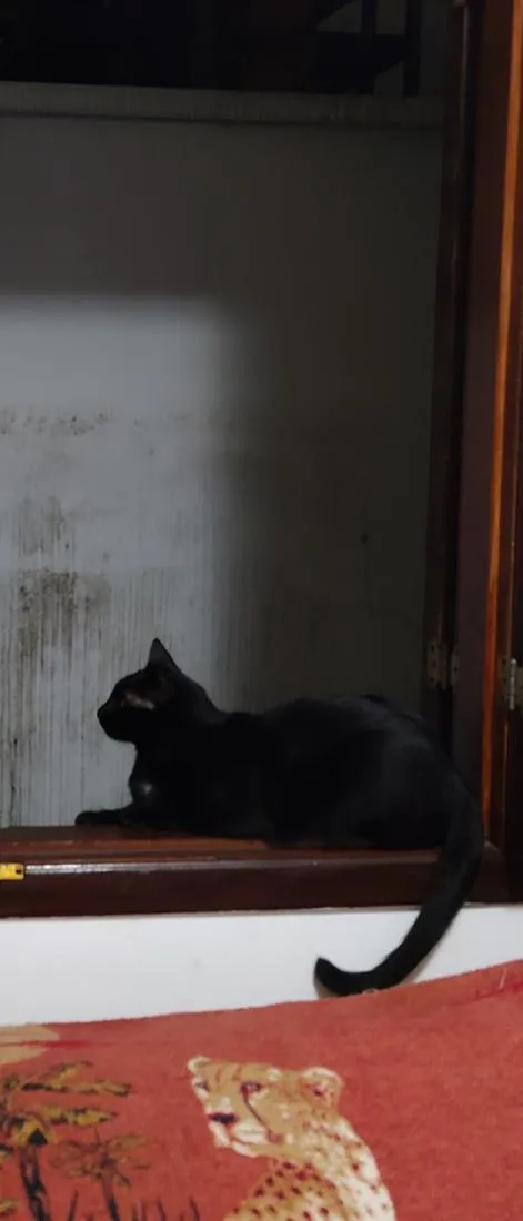 Gato raça SRD-ViraLata idade 5 anos nome Diguinho 