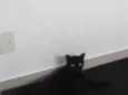 Diguinho 