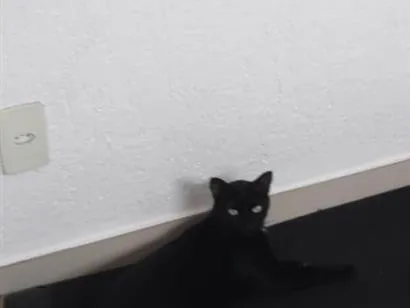 Gato raça SRD-ViraLata idade 5 anos nome Diguinho 