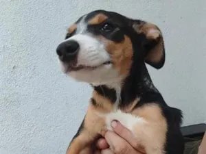 Cachorro raça SRD-ViraLata idade 2 a 6 meses nome Steve 