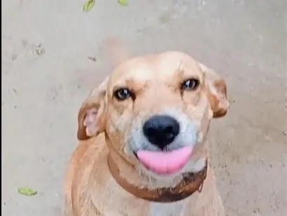 Cachorro raça SRD-ViraLata idade 4 anos nome florzinha 