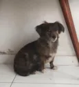 bolinha