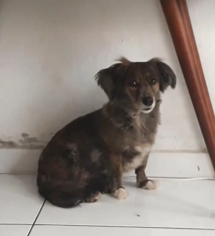Cachorro raça SRD-ViraLata idade 6 ou mais anos nome bolinha