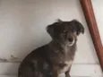 bolinha