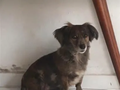 Cachorro raça SRD-ViraLata idade 6 ou mais anos nome bolinha