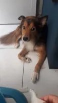 bob