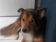 bob