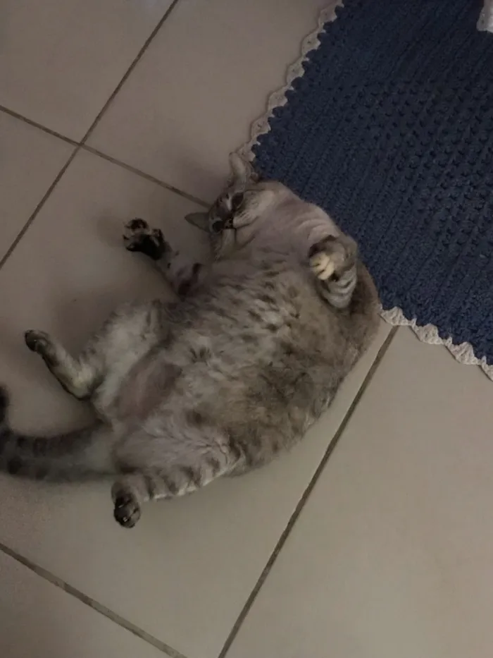 Gato raça SRD-ViraLata idade 5 anos nome Nina
