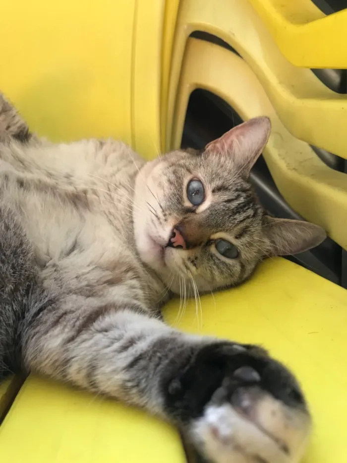 Gato raça SRD-ViraLata idade 5 anos nome Nina