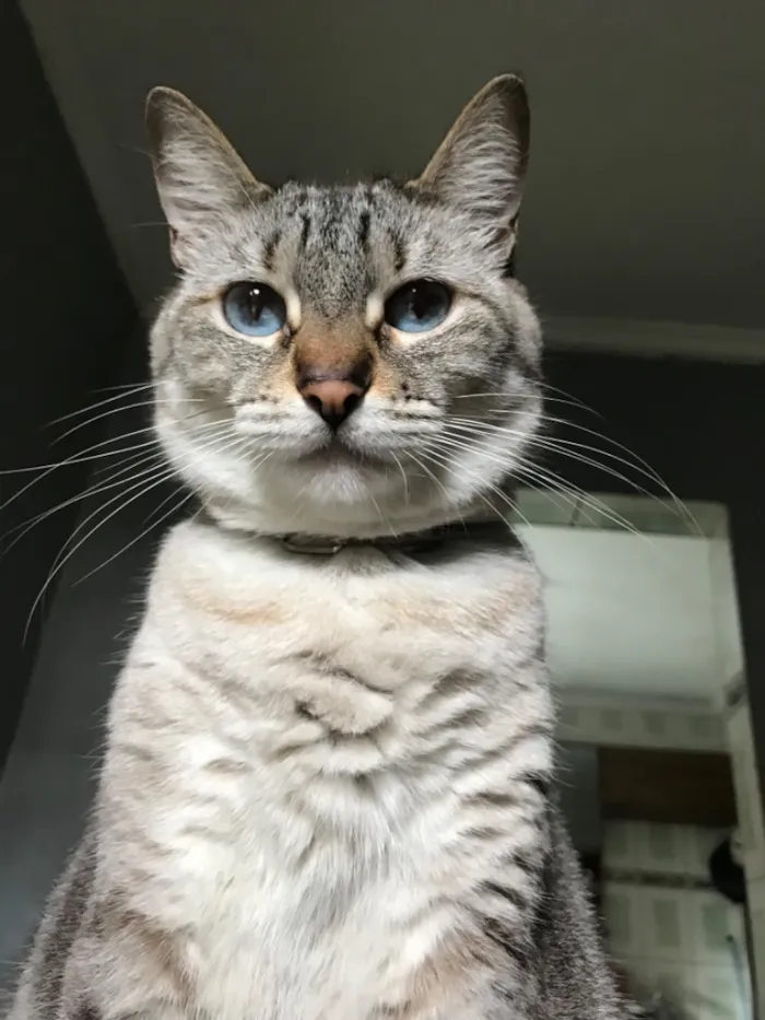 Gato raça SRD-ViraLata idade 5 anos nome Nina
