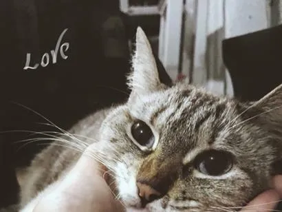 Gato raça SRD-ViraLata idade 5 anos nome Nina