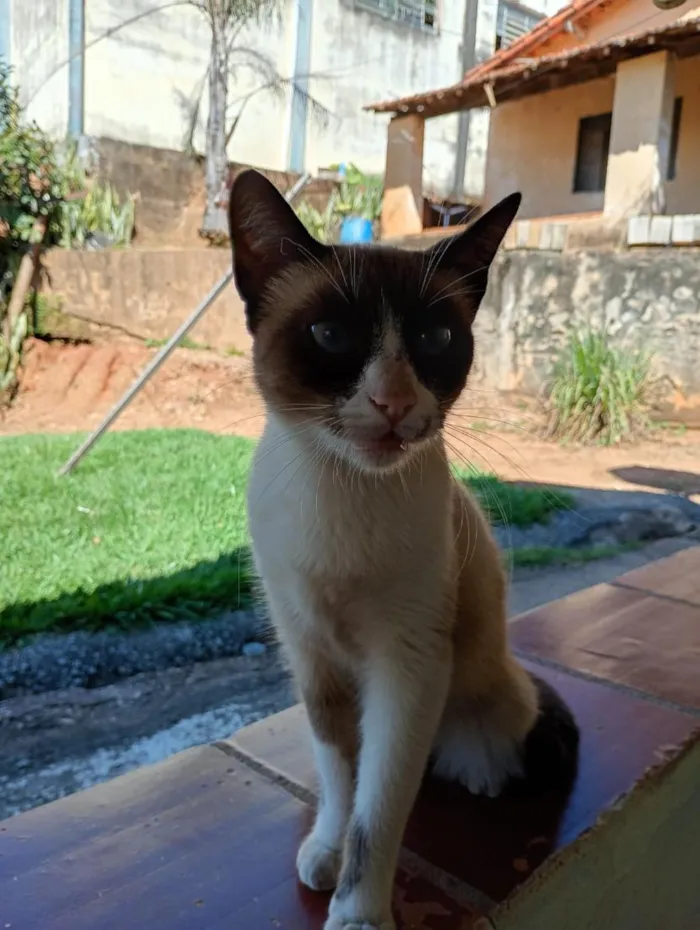 Gato raça SRD-ViraLata idade 7 a 11 meses nome Íris 