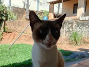 Gato raça SRD-ViraLata idade 7 a 11 meses nome Íris 