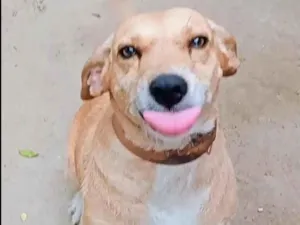 Cachorro raça SRD-ViraLata idade 4 anos nome florzinha 